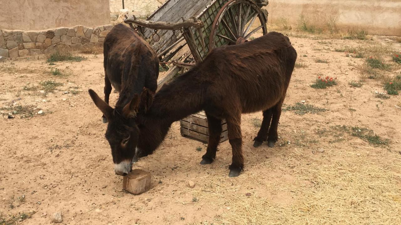 فيلا El Chozo Fuentiduena المظهر الخارجي الصورة